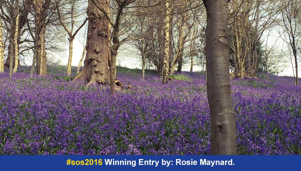 #sos2016 Winning entry by: Rosie Maynard